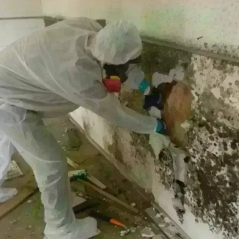 Mold Remediation and Removal in Sullivan, MO